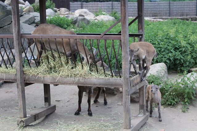 Zoo Hoyerswerda